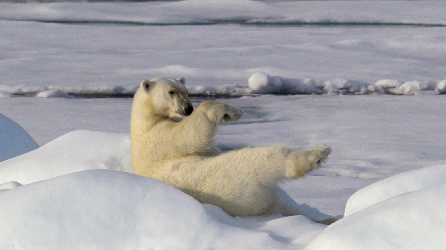 Orso polare sembra salutare (Foto Olycom)