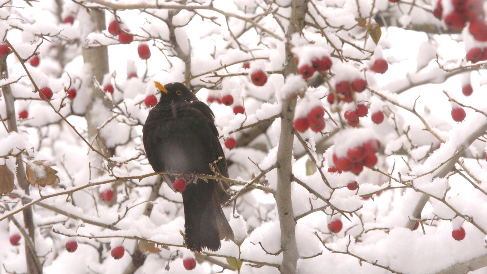 Un merlo tra la neve di un albero (Newpress)