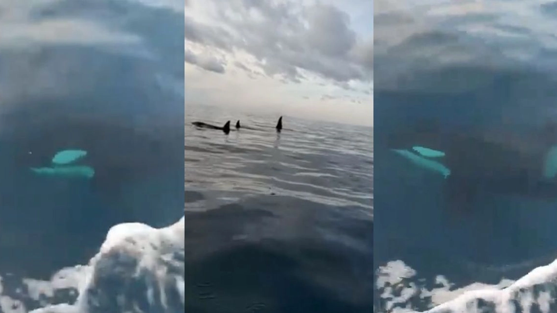 Tre orche nello Stretto di Messina 