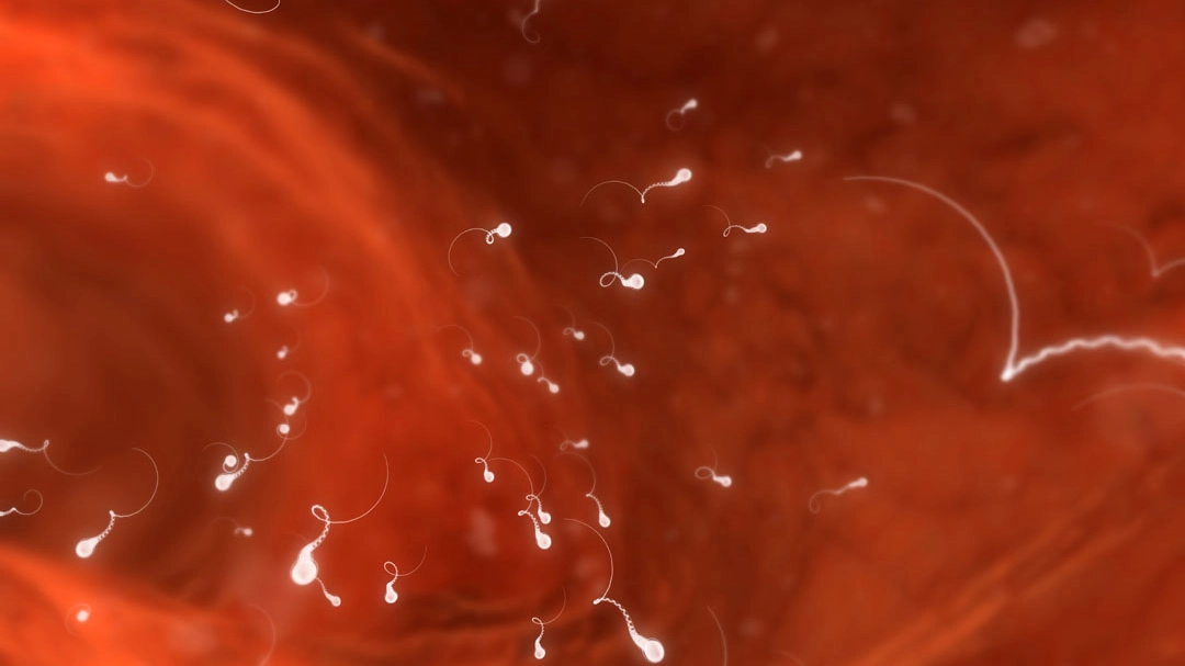 Spermatozoi in viaggio (Foto: Sebastian Kaulitzki/Alamy)