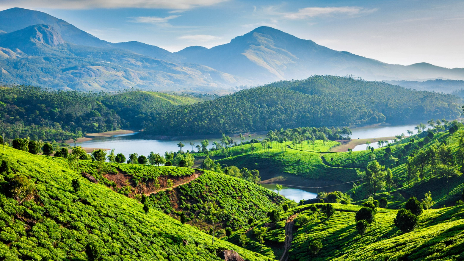 Crediti iStock - piantagioni di tè a Kerala, India 