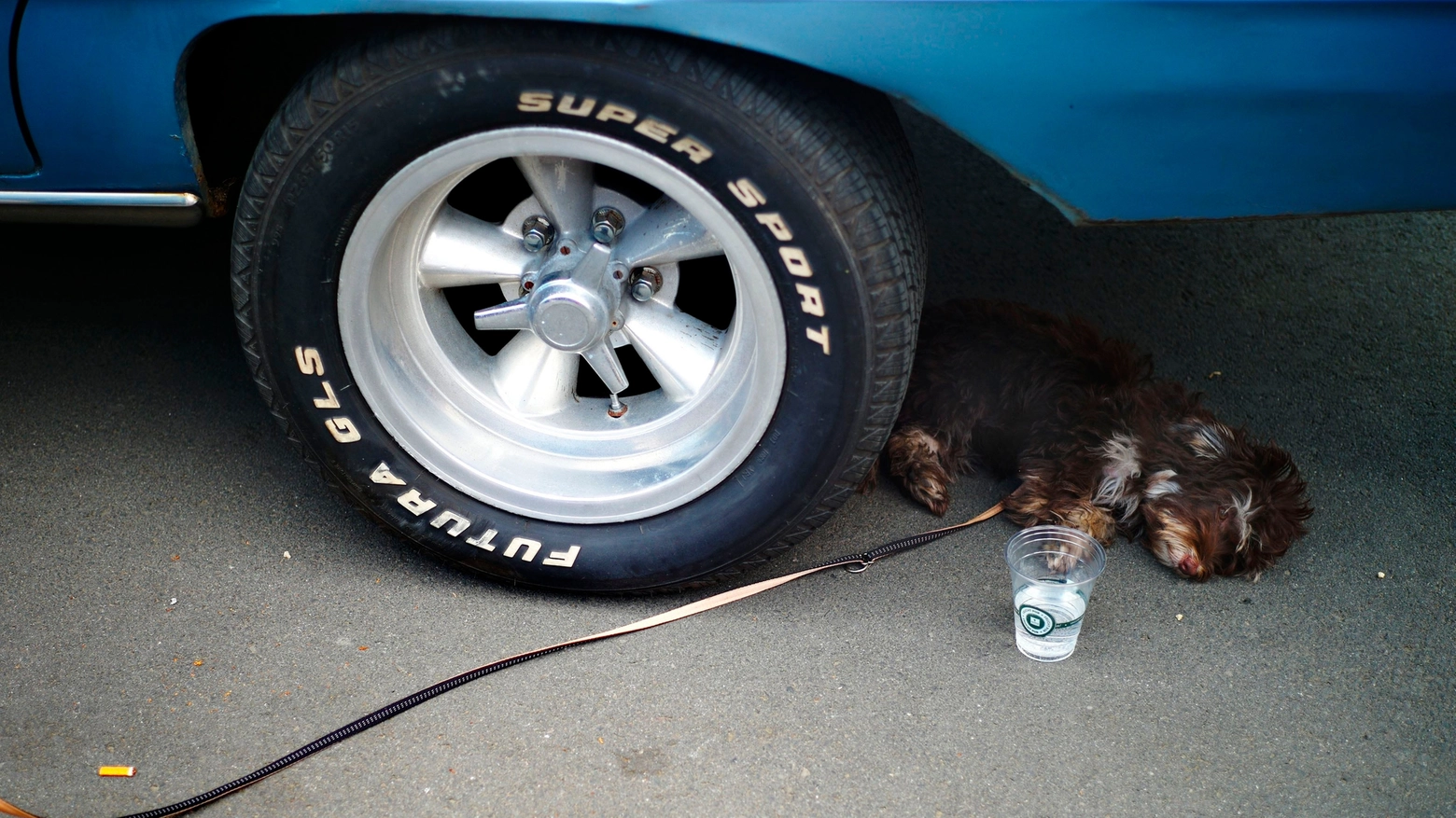 Cane si riposa sotto un'auto in una foto Reuters