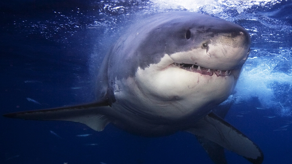 Lo squalo bianco preferisce andare a caccia di prede in profondità