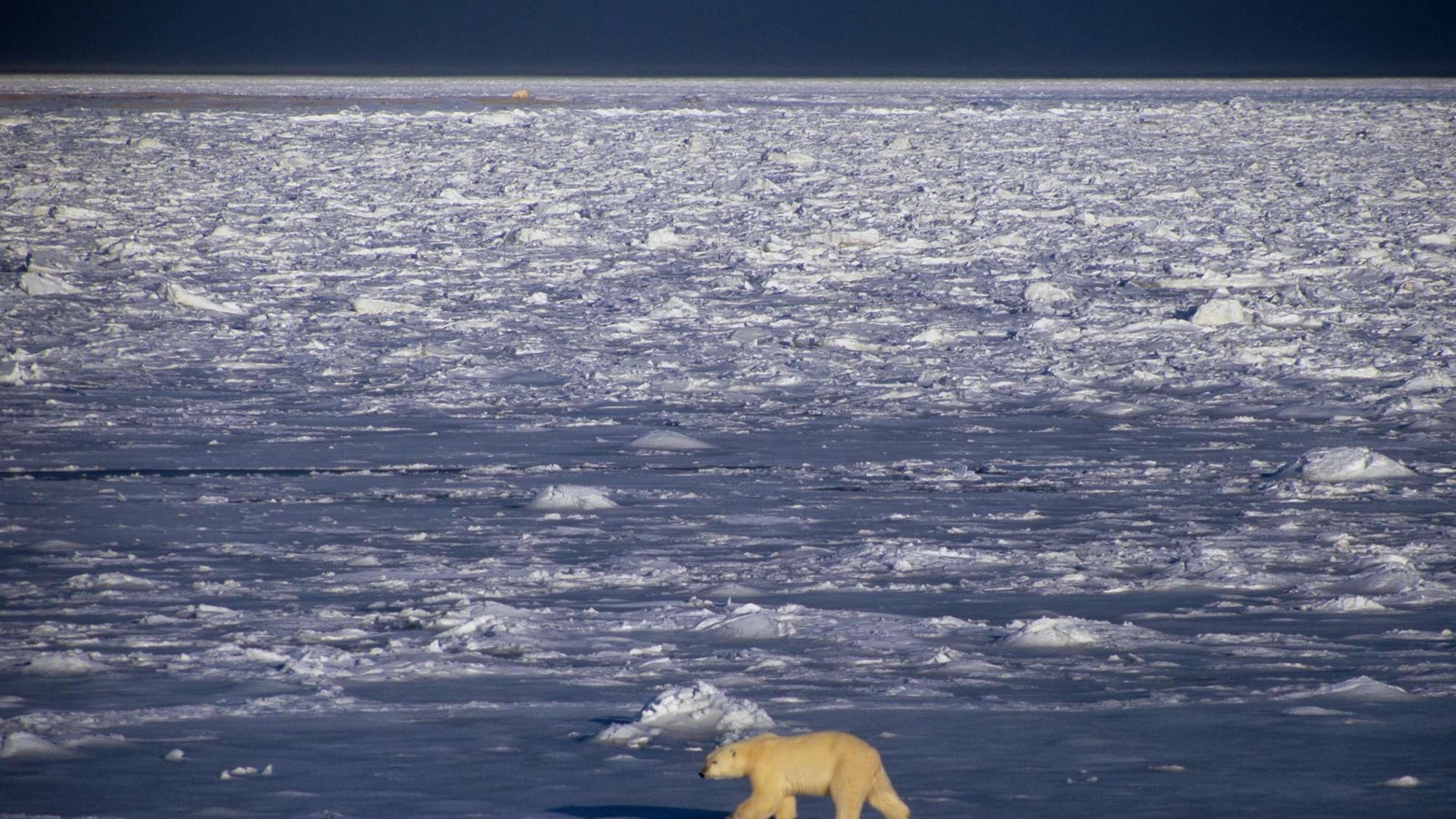 Orso polare in una foto Olycom