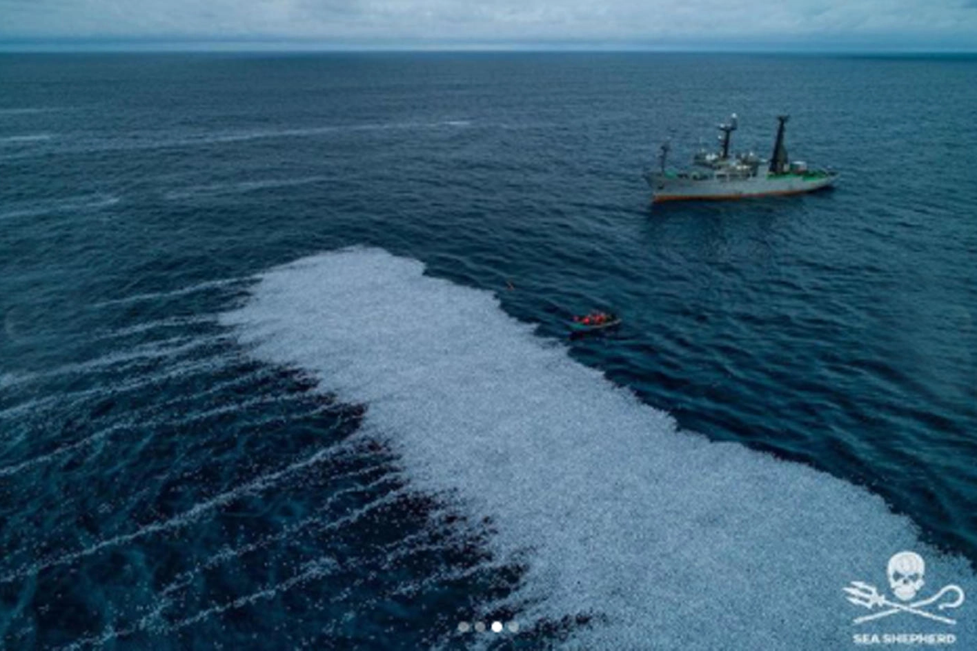 Un'immagine di Sea Shepherd France della scia di pesci morti nell'Atlantico 