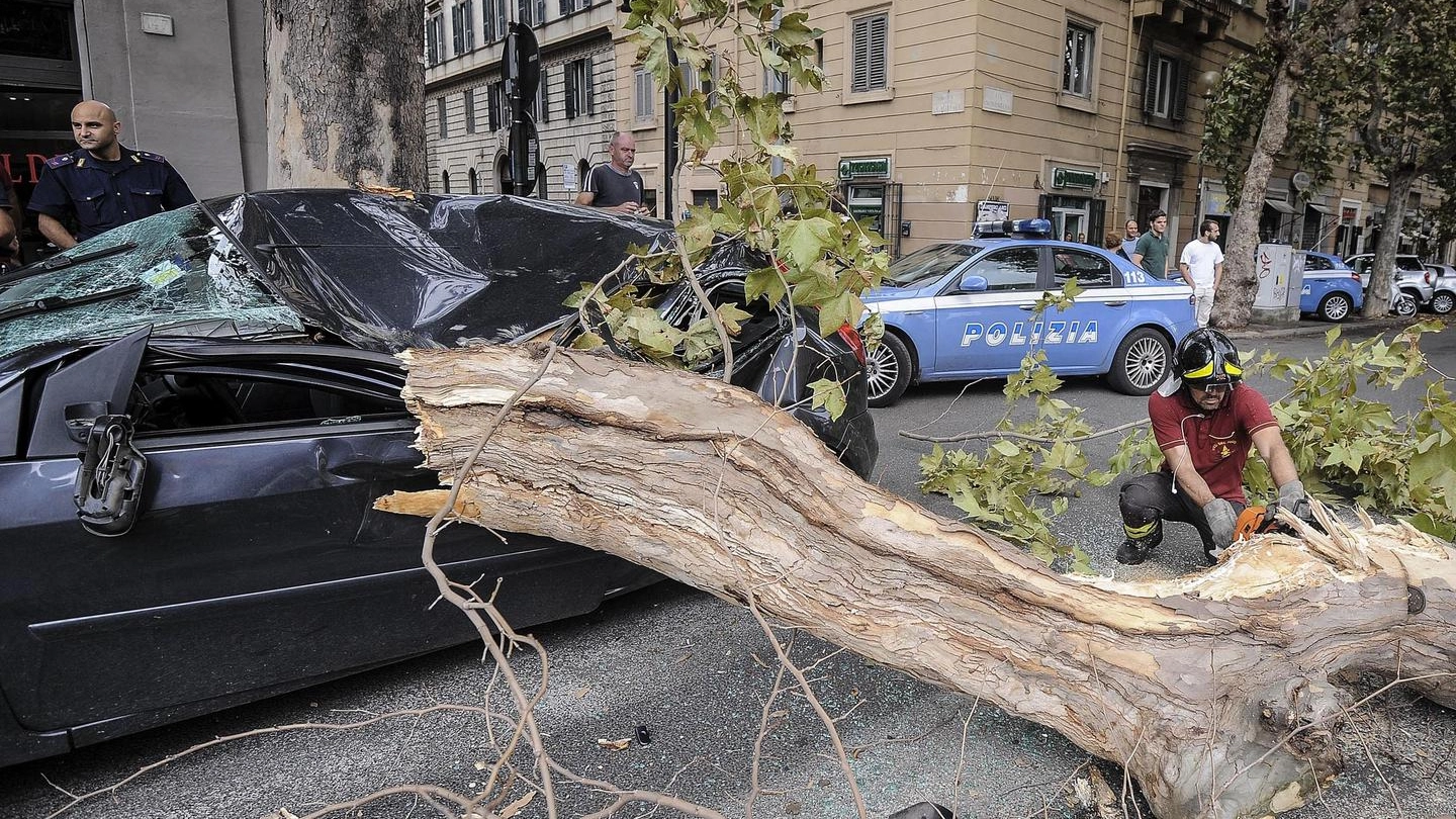 Maltempo, grosso ramo cade su auto a Roma (Ansa)