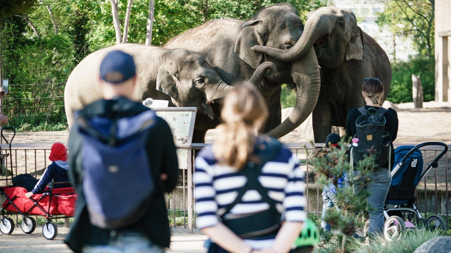 Germania, allentato il lockdown. Visitatori allo zoo di Berlino (Ansa)