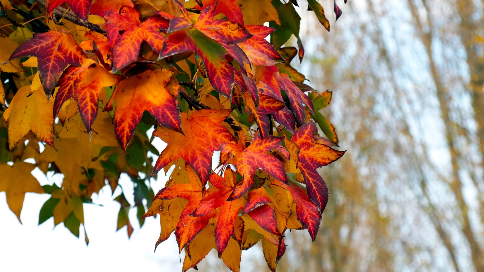 Equinozio d'autunno, inizia la stagione delle foglie (foto Germogli)