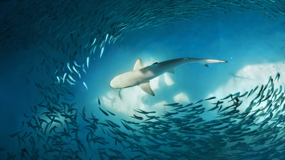 Un terzo della megafauna marina è a rischio estinzione