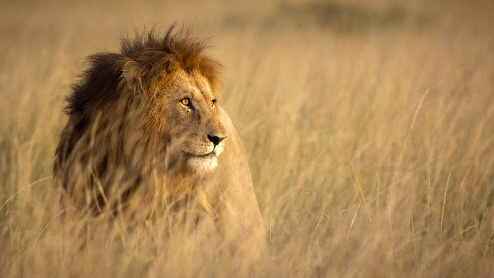 A caccia di elefanti e leoni in diretta streaming dalla savana