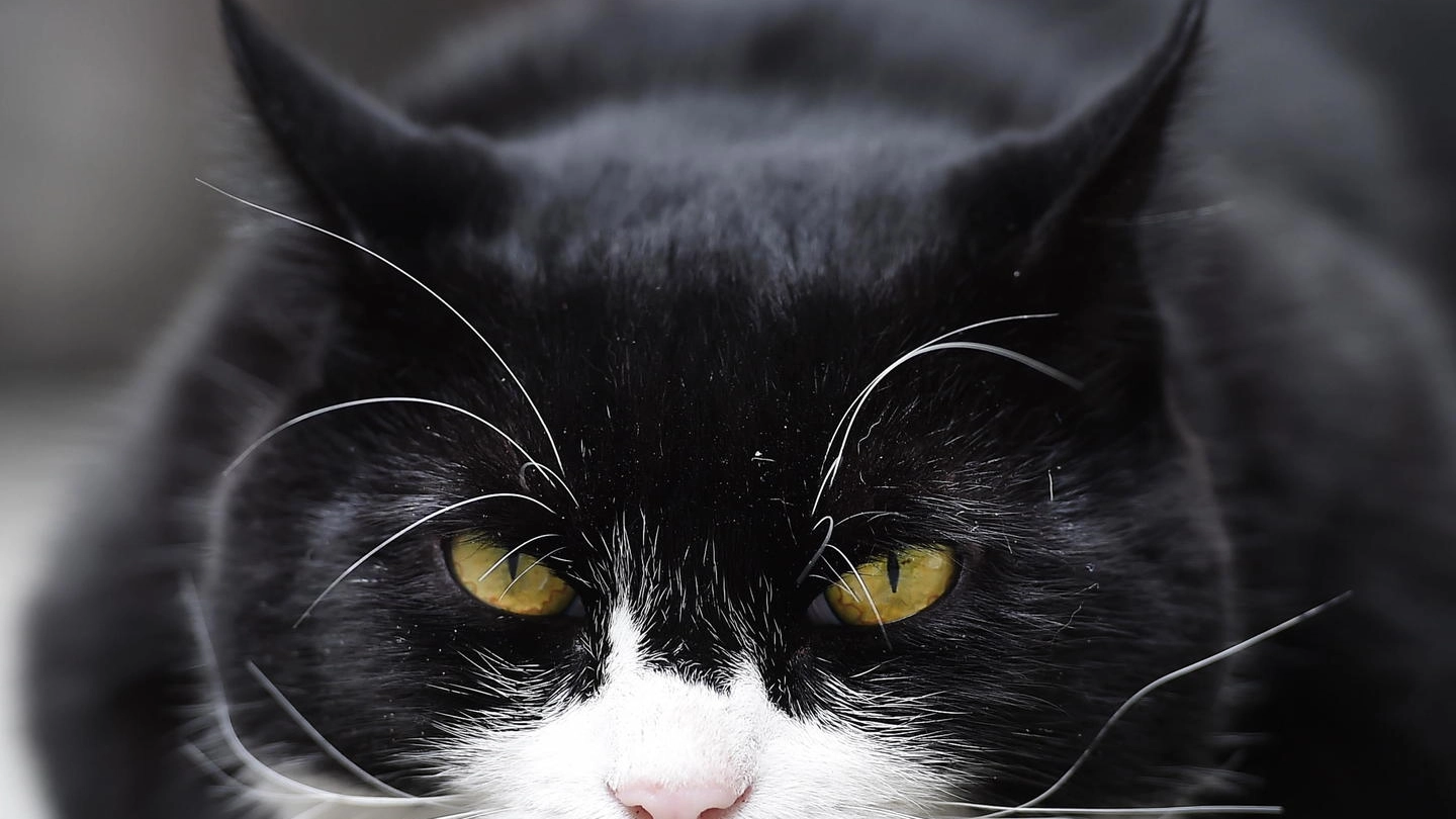 Palmerston, va in pensione il gatto del ministero egli Esteri britannico (Ansa)