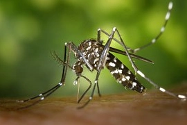 Zanzare, allarme dopo l'alluvione