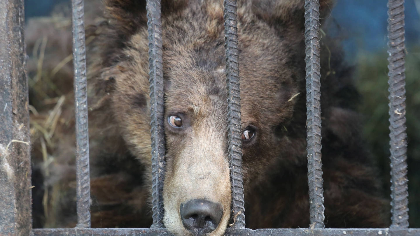 Uno degli orsi prigionieri in Armenia