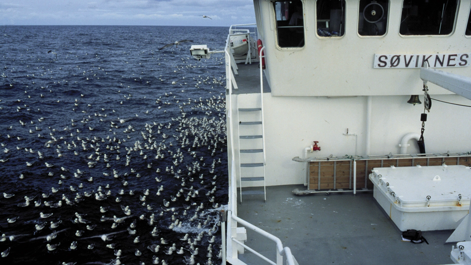 Uccelli marini attorno ai pescherecci in una foto Lipu