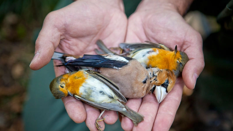 Alcuni uccelli uccisi dai cacciatori