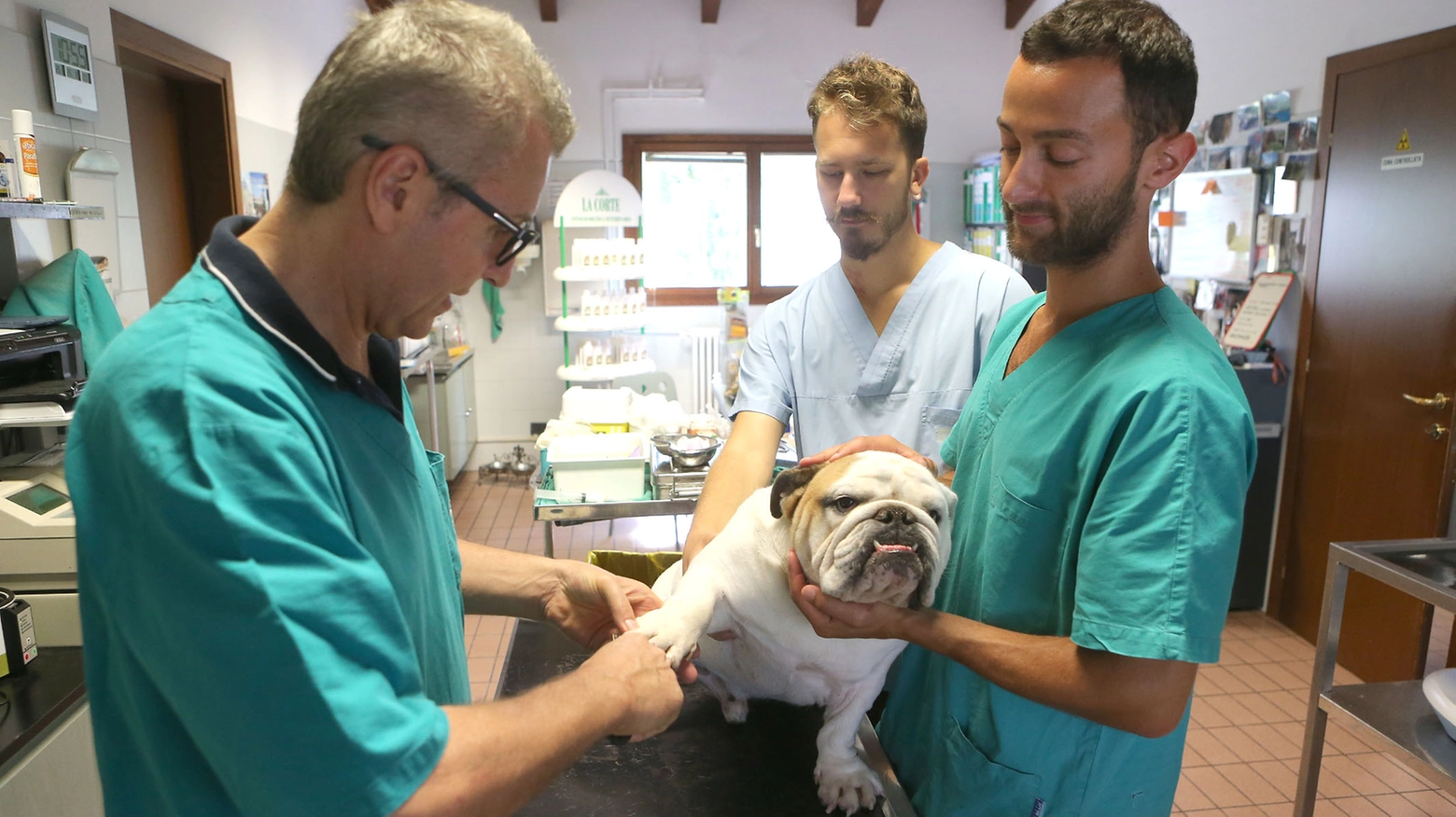 Medici veterinari al lavoro (foto generica Zani)