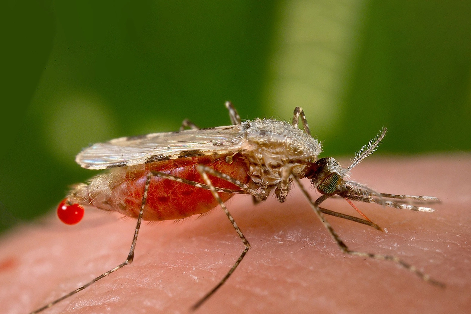 La zanzara della malaria Anopheles stephensi