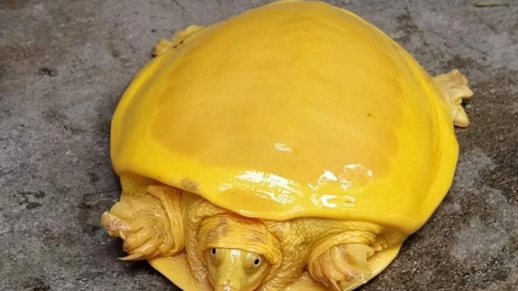 La rara tartaruga gialla Lissemys punctatais trovata in India