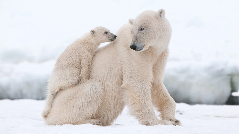 Due esemplari di orso polare