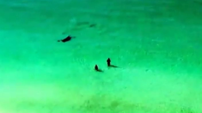 Uno squalo vicino a riva in Florida (da youtube)