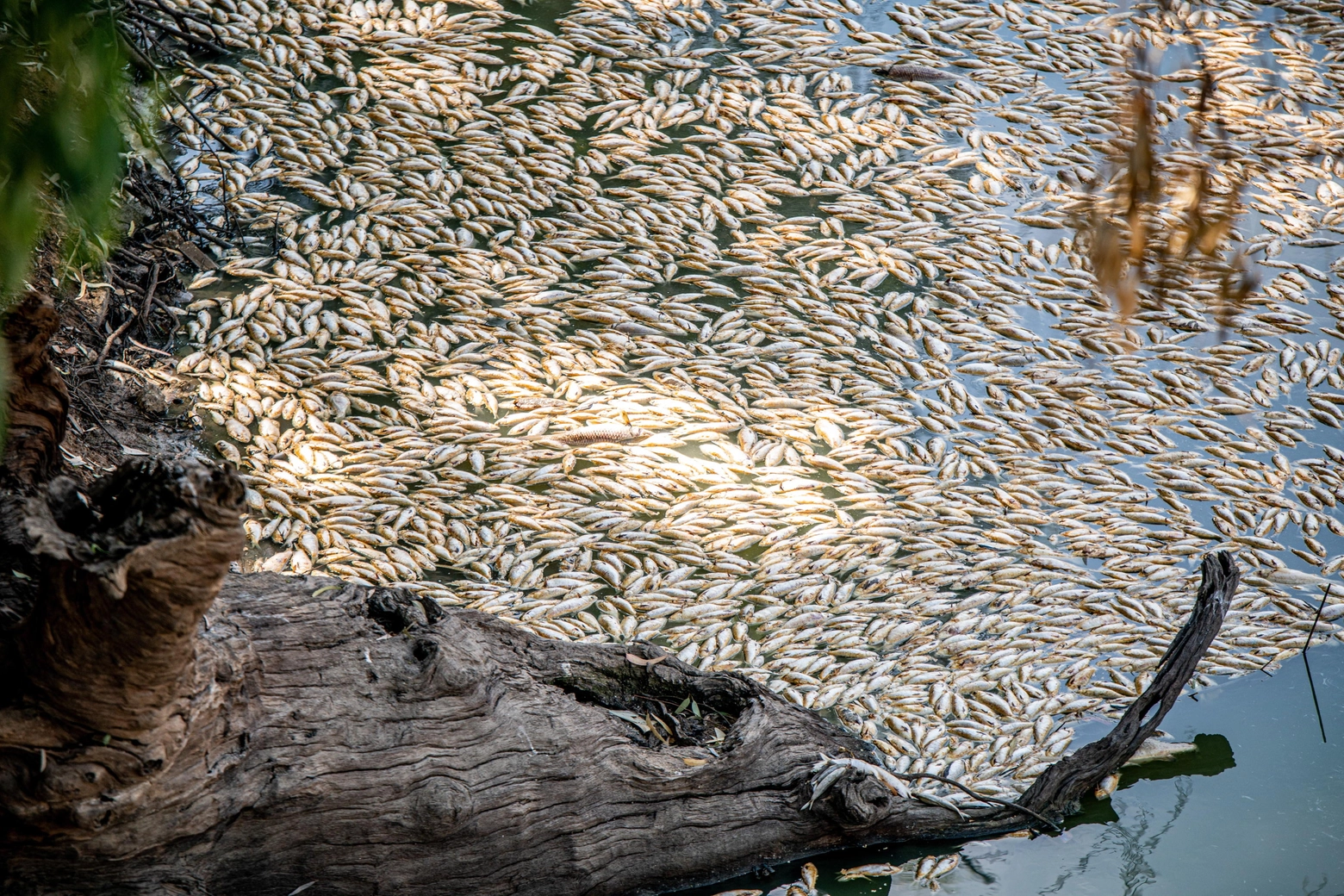 La moria di pesci in Australia per la mancanza di ossigeno nell'acqua (Ansa)