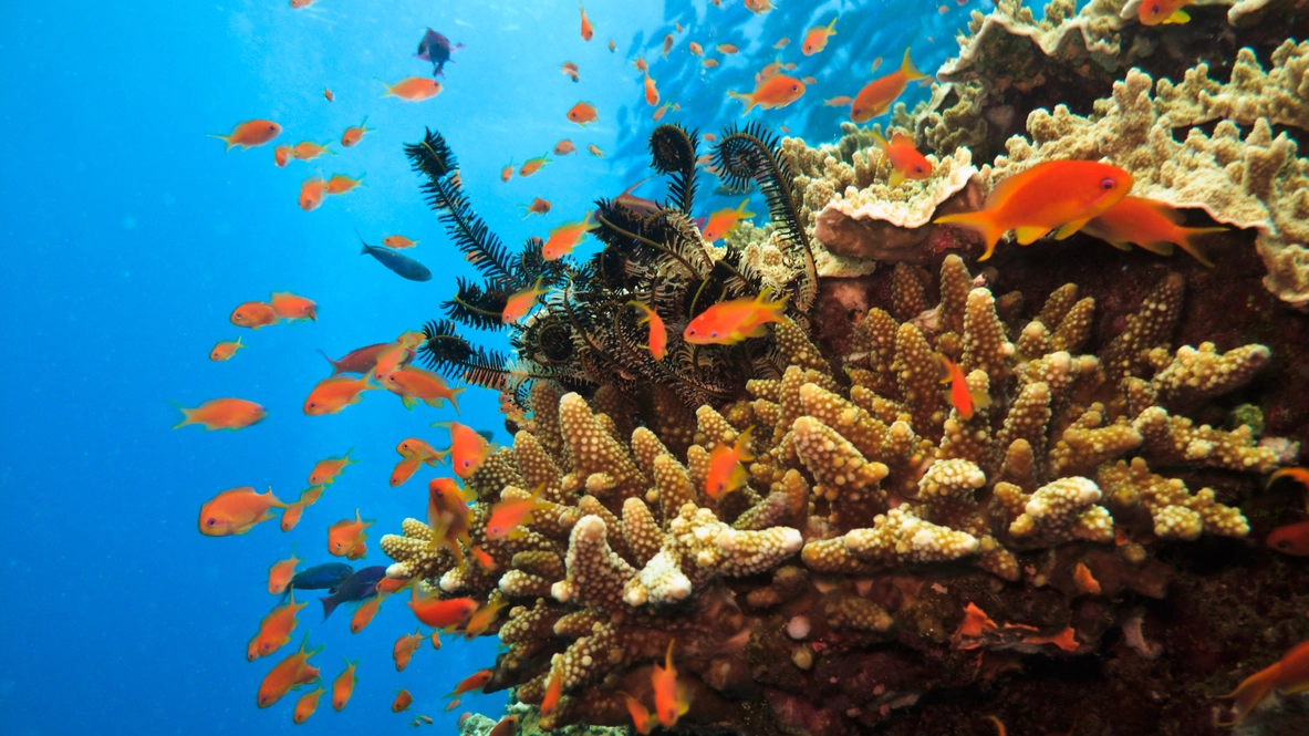 La Grande Barriera Corallina rischia di scomparire (Foto: pniesen/iStock)