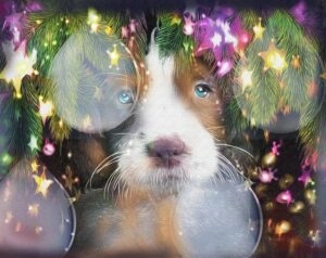 Cani e gatti non sono regali di Natale: il video-appello dell’Oipa. “Adottateli per amore”