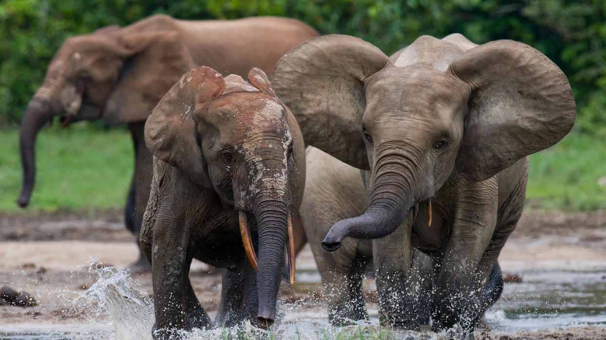 Esemplari di elefante delle foreste (Foto: ANDREYGUDKOV/iStock)