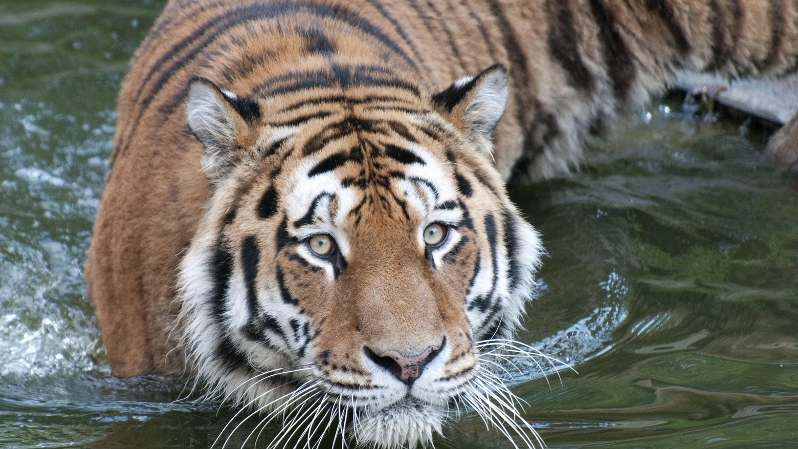 Una tigre in acqua