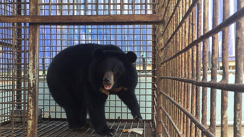 L'orso liberato in Vietnam da Animals Asia
