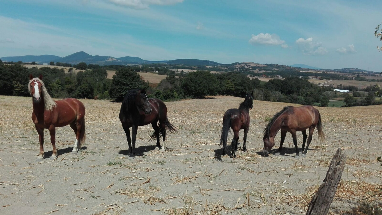 King insieme con gli altri cavalli salvati da Animalisti italiani onlus