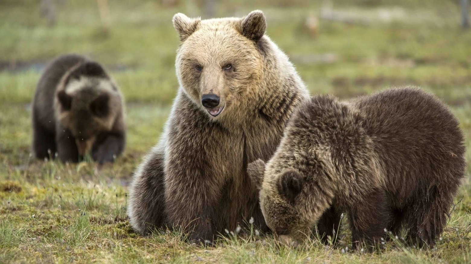 Una famiglia di orsi (Foto Olycom)