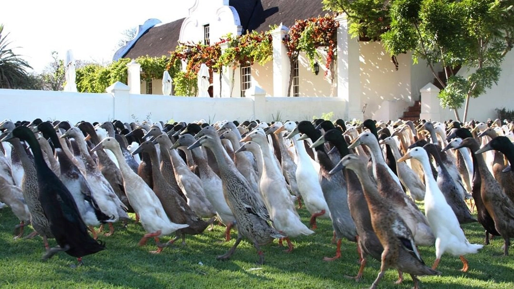 La marcia delle anatre che vanno in vigna - Foto: instagram/vergenoegd_low_wine_estate