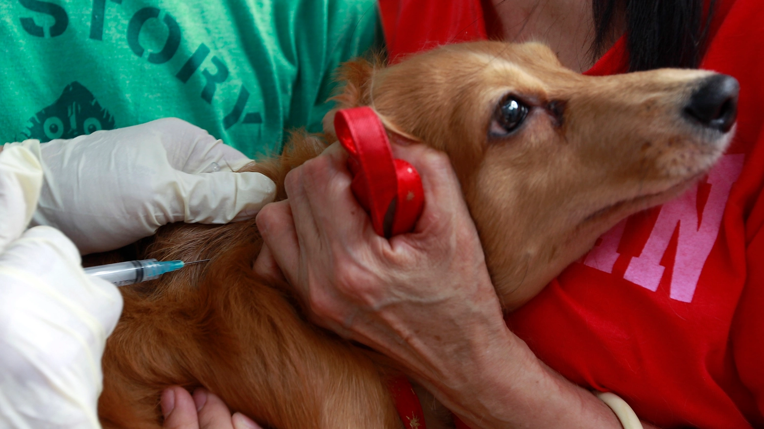 Cane dal veterinario in una foto di repertorio (Reuters)