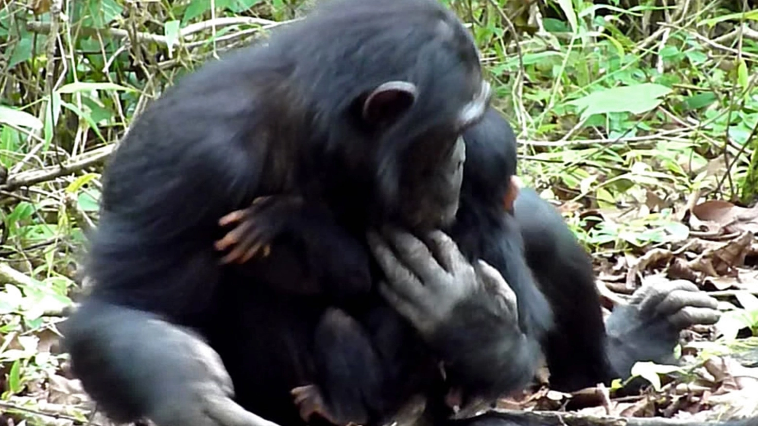 Mamma scimpanzé con la sua cucciola disabile (AFP)