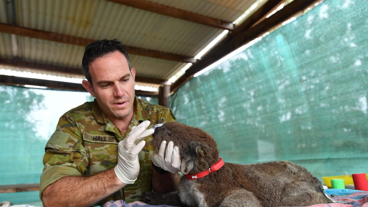 Australia, un militare cura un koala rimasto ferito negli incendi (Ansa)