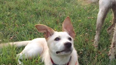 Lilly e le sue bellissime orecchie