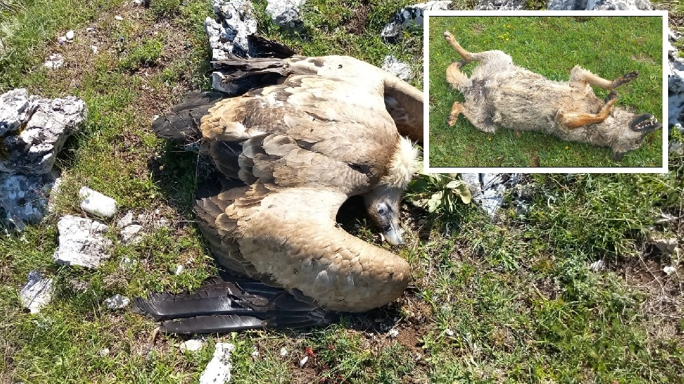 Le carcasse di animali morti nel territorio di Cocullo (L'Aquila) - Foto Dire