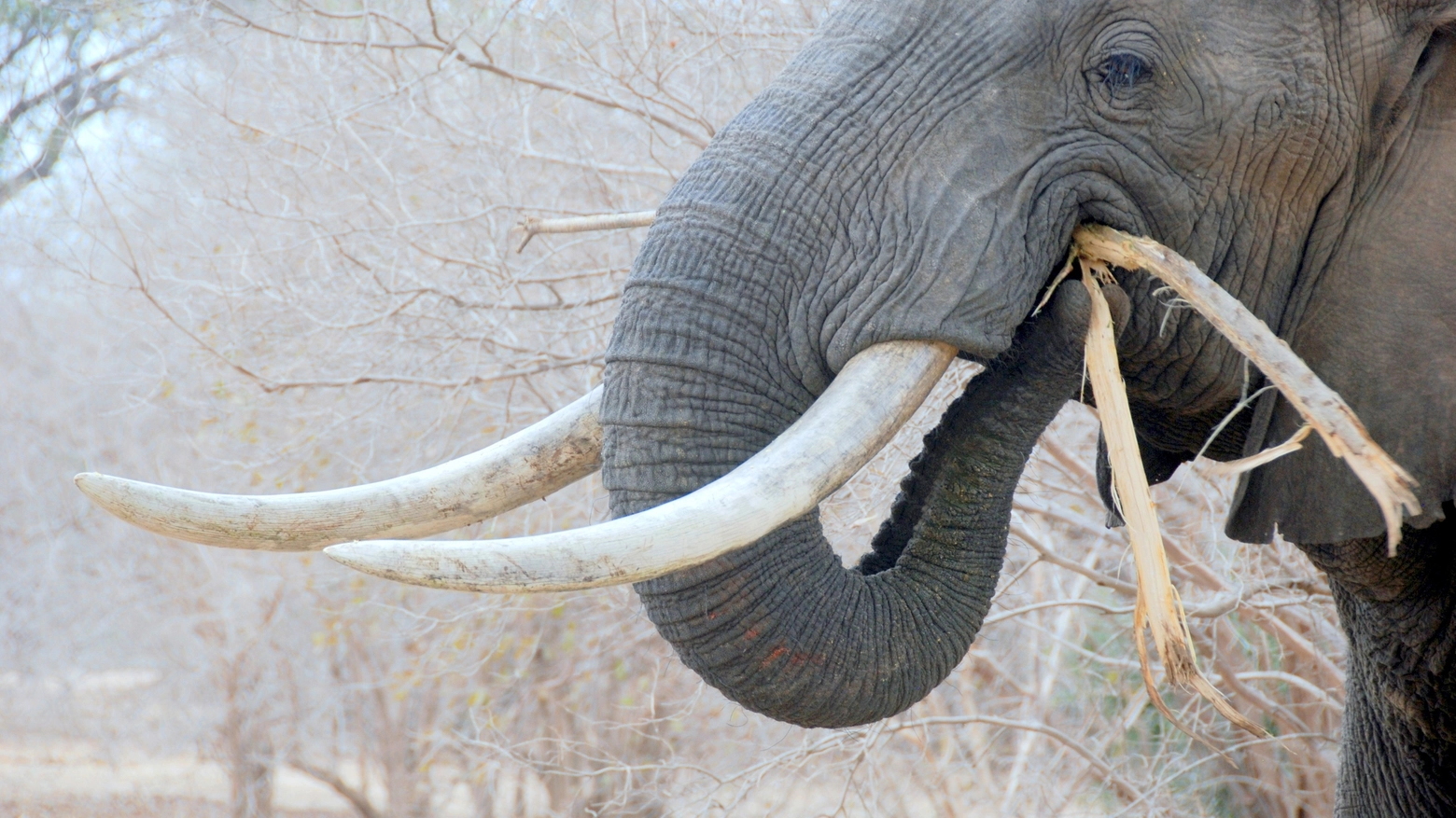Elefante in una foto di Paul Zasky per il WWF