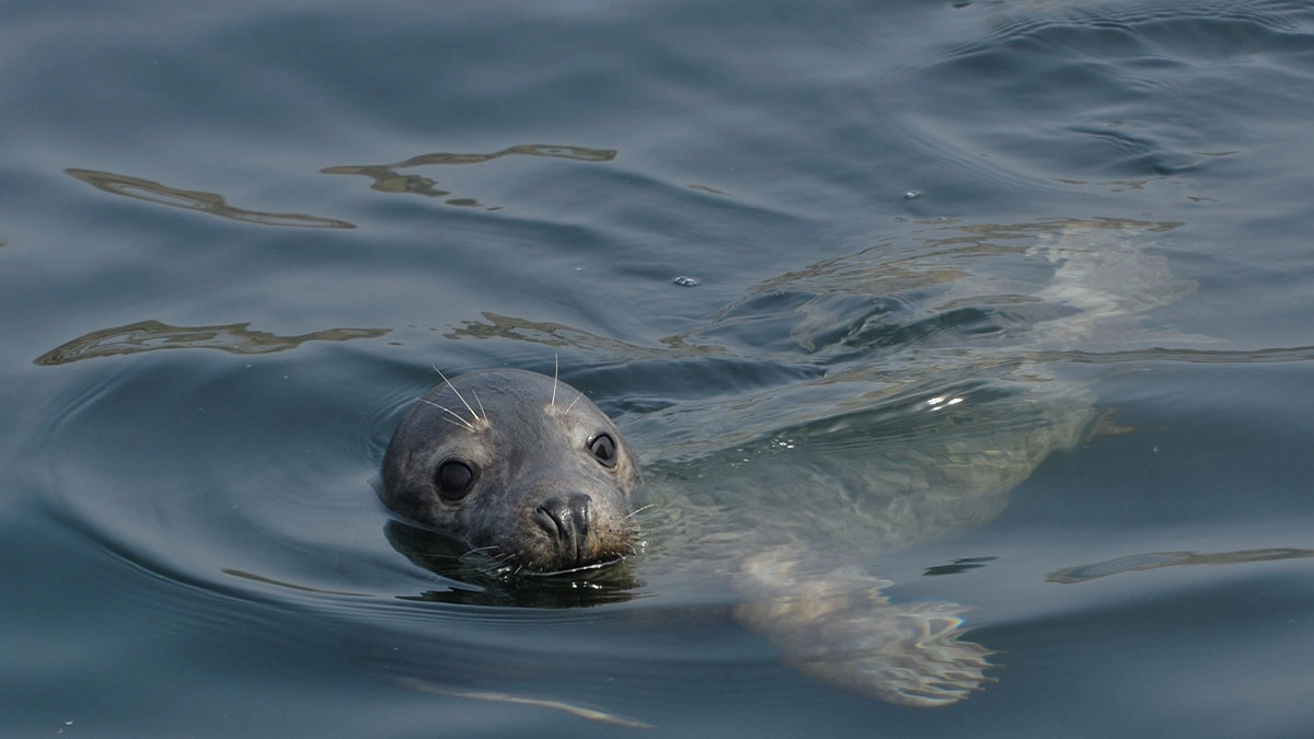 Un esemplare di foca grigia