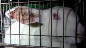 Coniglio rinchiuso in una minuscola gabbia