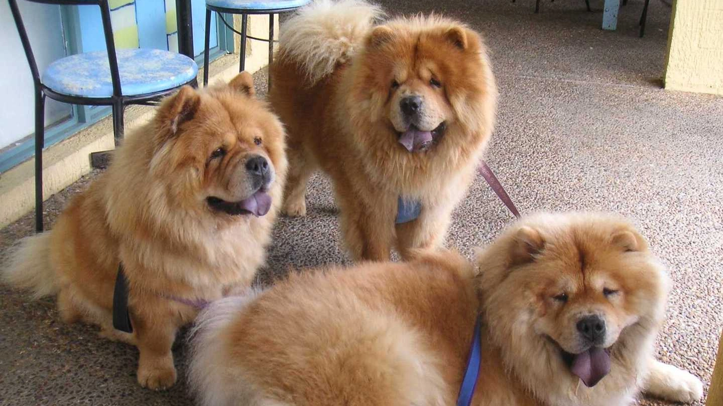Tre chow-chow: cani simili erano presenti nel circo controllato