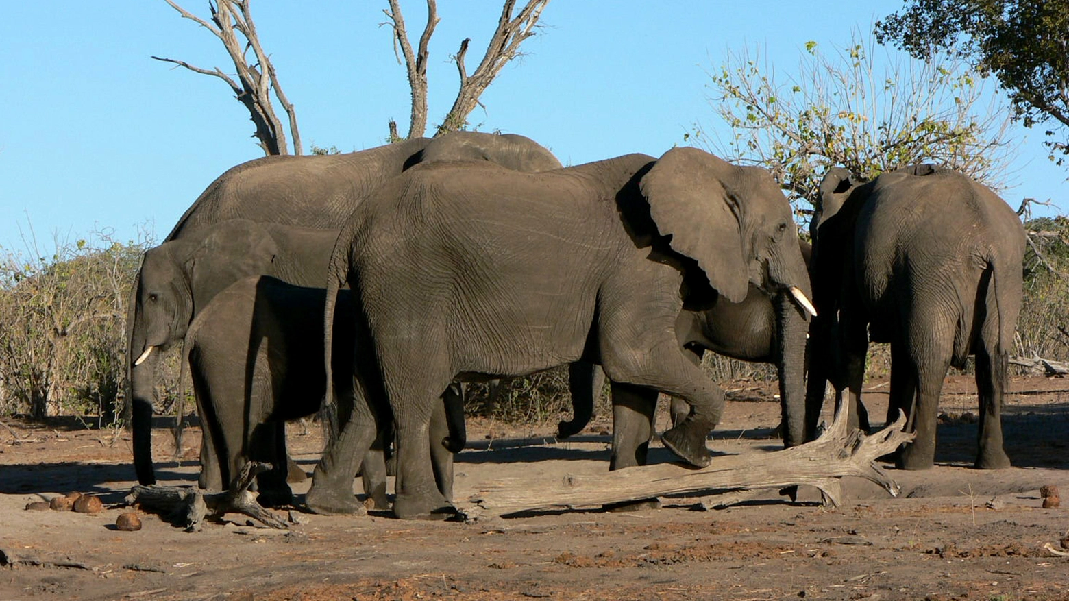Elefanti africani in una foto L.Gallitto