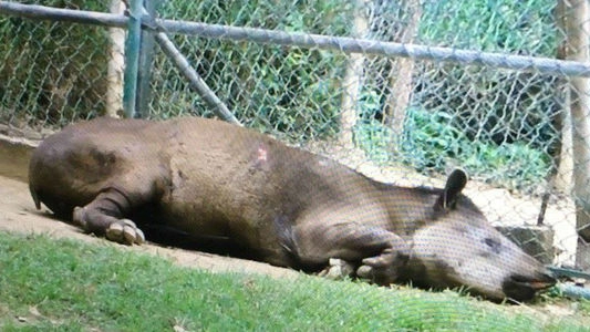 L'agonia di un tapiro dello zoo venezuelano