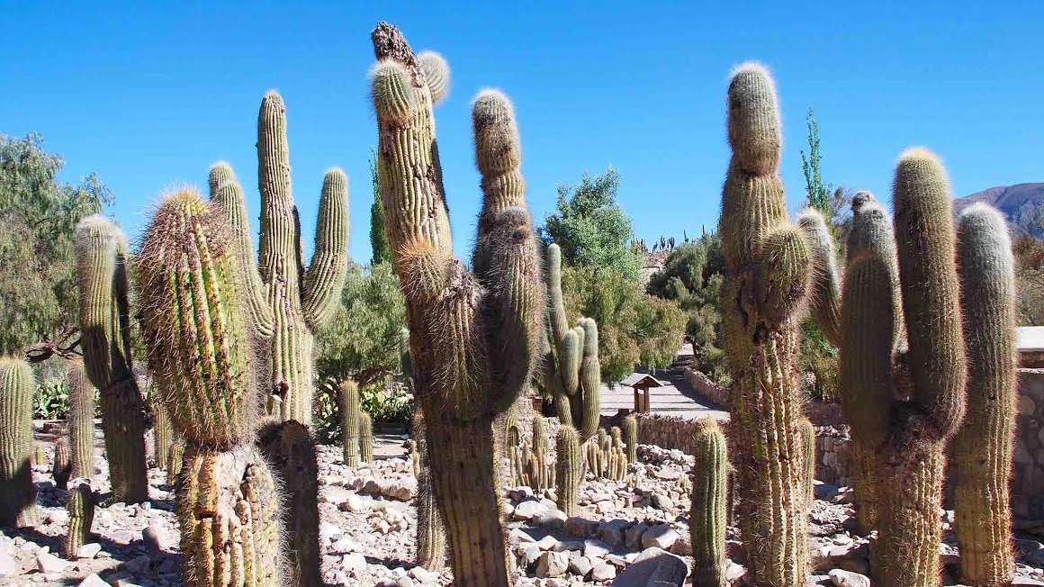 Cactus a Tilcara