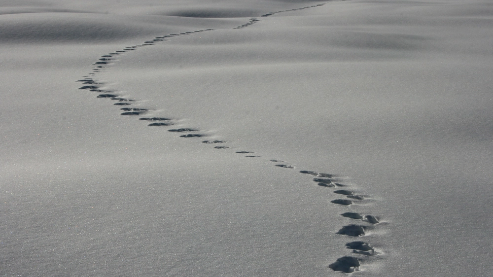 Impronte sulla neve (Foto L.Gallitto)