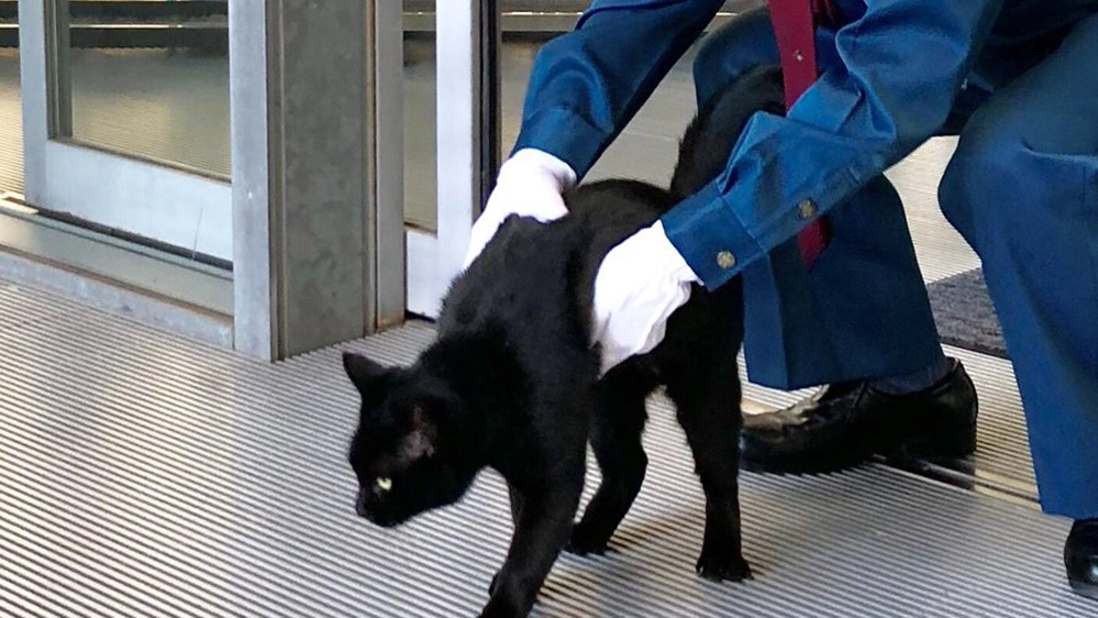Il gatto nero respinto all'ingresso del museo - Foto: twitter/bijutsu1