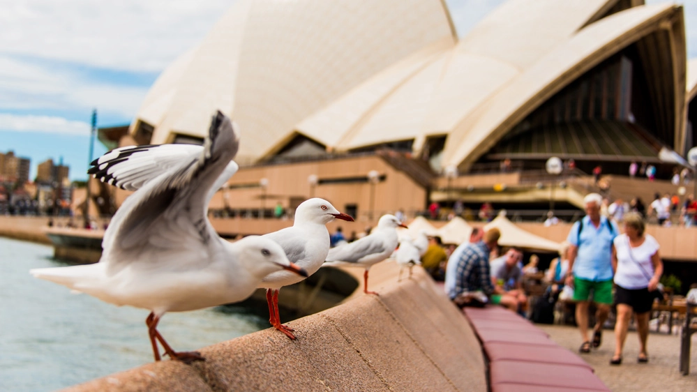 I gabbiani dell'Opera House di Sydney