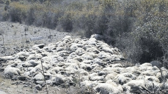 I corpi degli animali ammazzati in Sardegna