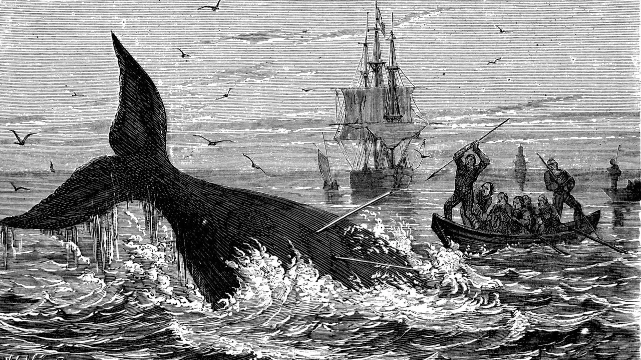 Moby Dick la balena bianca di Melville